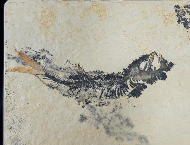 Leptolepides sprattiformis (BLAINVILLE 1818) - Bild &copy; FossNet FossilienStore